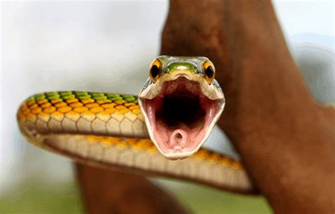 Snake Hissing Explained And What You Should Never Do