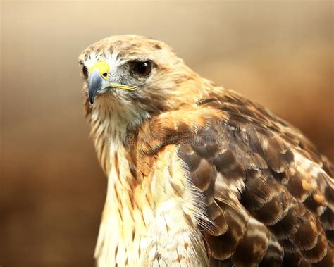 Red Tailed Hawk Portrait Stock Image Image Of Large 66163363