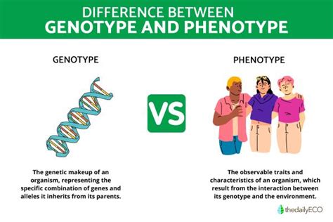 6 Differences Between Genotype And Phenotype Summary And Examples