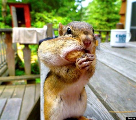 Chipmunk Has His Chops Full Pictures Huffpost Uk
