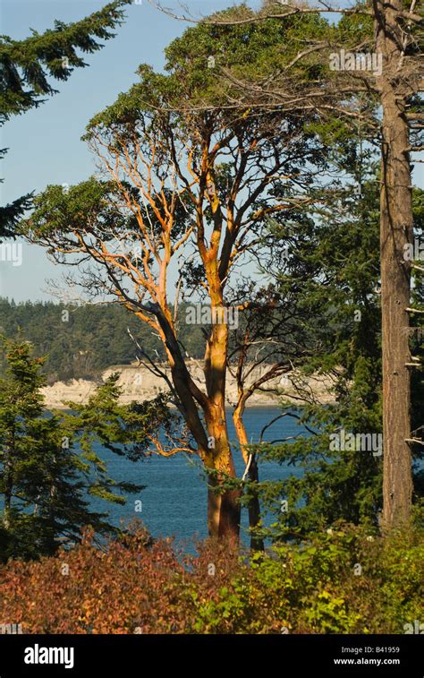 Usa Wa Whidbey Island Coupeville View Of Pacific Madrone Tree