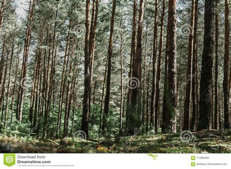 In Middle Of Forest Trunks Of Tall Pines Stock Photo Image Of Shadow