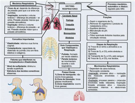 Esquema fisiologia Respiratório Fisiologia Humana I