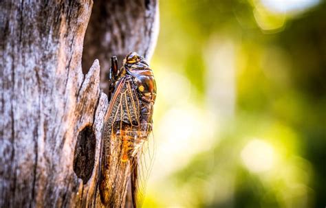 Billions Of Cicadas Set To Emerge In Eastern Us After Years Hot Sex Picture