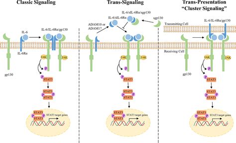 Frontiers Il 6jakstat3 Signaling In Breast Cancer Metastasis