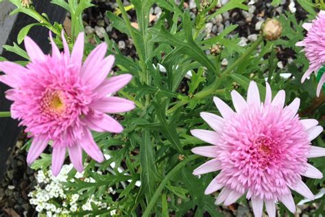 Chrysanthemum Double Pink Common Name Marguerite Or Paris Daisy