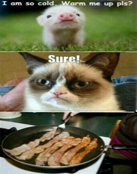 17 Grumpy Cat Funny Memes That Will Make You Laugh Out