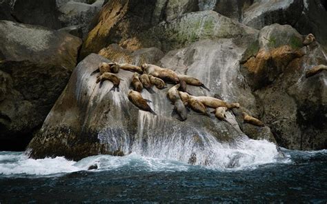Group Of Sea Lions On Rock Formation Near Sea Duri Mac Wallpaper