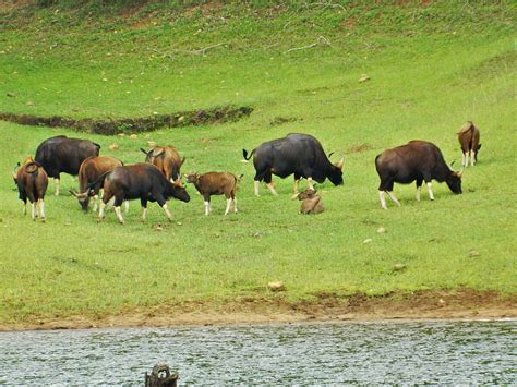 Periyar National Park Travel Guide And Best Time To Visit