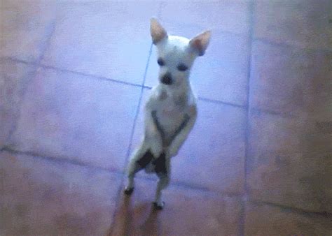 Dancing Chihuahua Reaction S