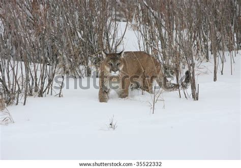 Mountain Lion Stalking Prey During Snow Stock Photo 35522332 Shutterstock