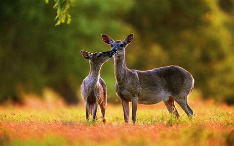 Whitetail Deer Wallpaper Screensaver 47 Images