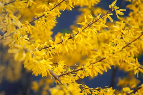 The forsythia is an isotonic plant, which means that new shoots predominantly grow from the central shoot. 11 Types of Shrubs That Flower in Early Spring