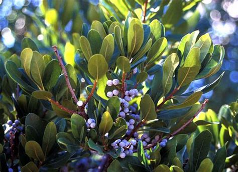 This Is Northern Bayberry Myrica Pensylvanica The Entire Plant Is