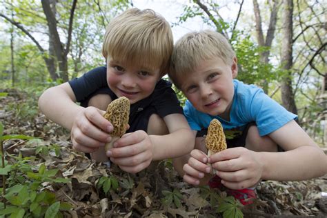 30 Ideas For Morel Mushrooms Texas Best Recipes Ideas And Collections