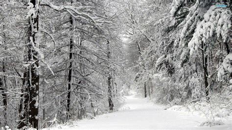 Dark Snowy Forest Wallpapers Top Free Dark Snowy Forest Backgrounds