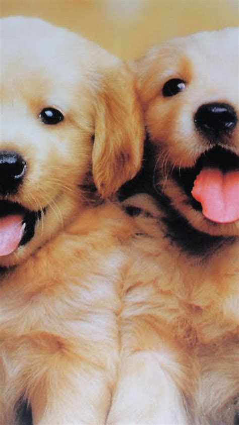 Puppy Backgrounds For Your Phone Cute Wallpapers Phone Wallpaper