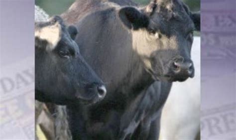 Bluetongue Found In Imported Cattle Uk News Uk