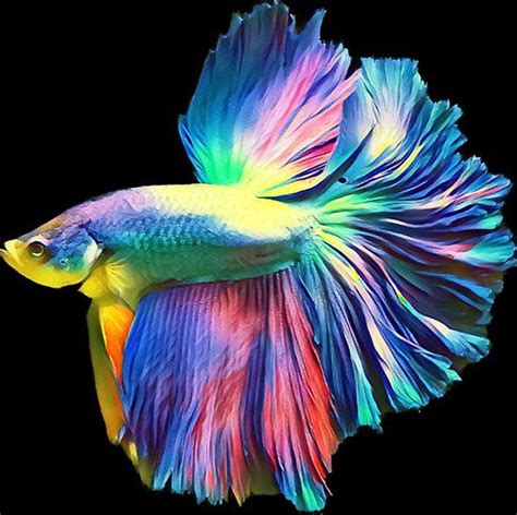 Rainbow Halfmoon Betta Pet Fish Poster By Catxel Pet Fish Betta Fish