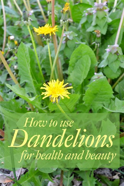 How To Use Dandelion Leaves