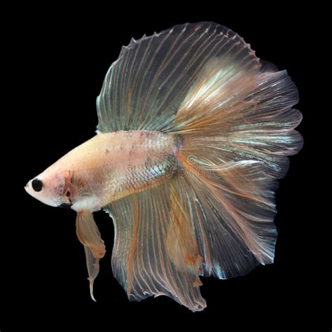 Doubletail Betta Male Fotografia Stock Immagine Di Fiore 92284952