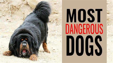 Dangerous Dogs In The World Are You Scared You Should Be Petmoo