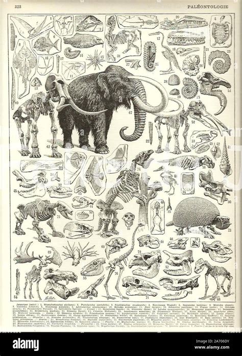 Vintage Illustration Of An Extinct Animal Stock Photo Alamy