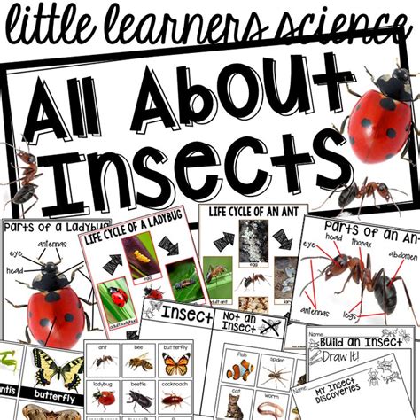 Bug Centers And Activities Pocket Of Preschool In 2020 Insects