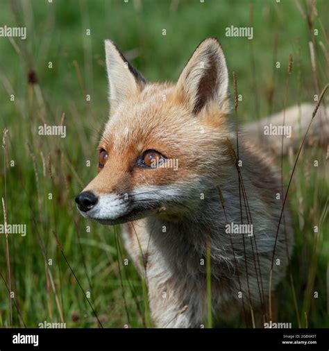 Red Fox Vulpes Vulpes Stock Photo Alamy