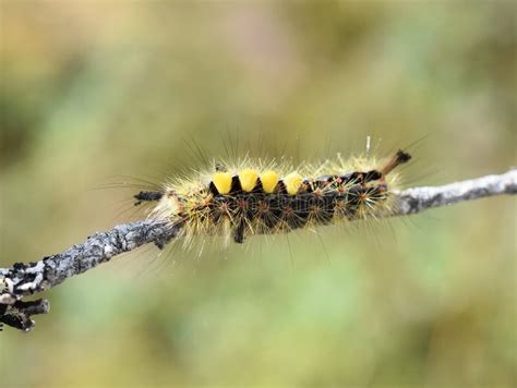 Rusty Tussock Moth Caterpillar Stock Photo Image Of Yellow Larva