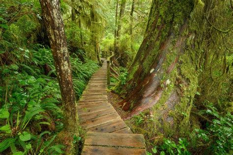 Rainforest Walk Rainforest Walk Pacific Rim National Park Vancouver