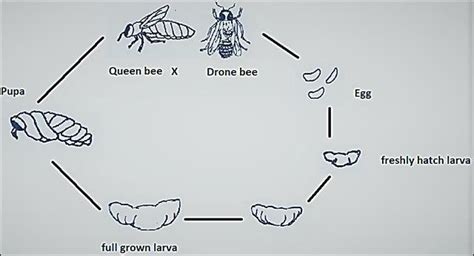 Life Cycle Of Honey Bee Download Scientific Diagram