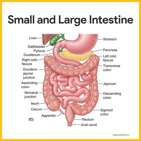 Digestive System Anatomy And Physiology Nurseslabs