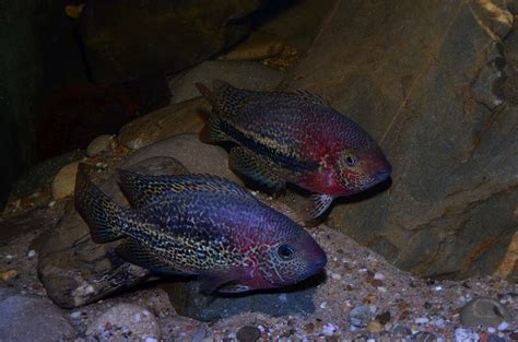 Vieja Bifasciata Río Chacamax Mexico Cichlids Aquarium Fish Fish
