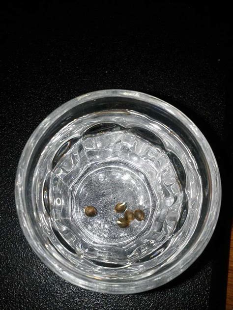 Maybe you would like to learn more about one of these? How do I germinate marijuana seeds? | Grow Weed Easy