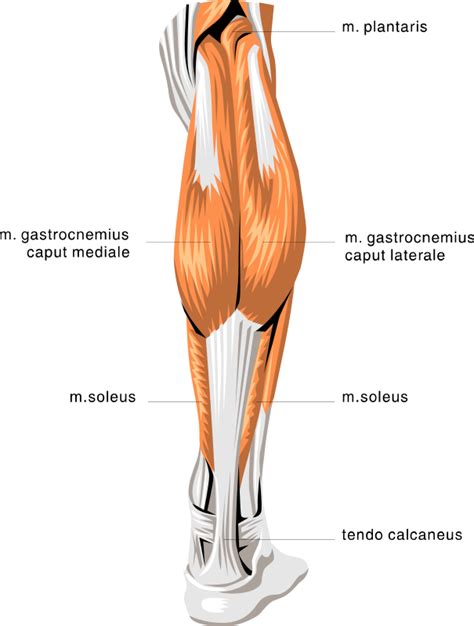These three muscles attach to the achilles tendon, and they all aid with. anatomy calf muscles