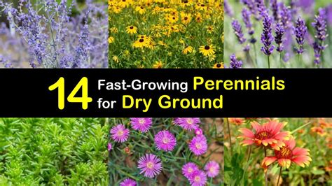 14 Fast Growing Perennials For Dry Ground