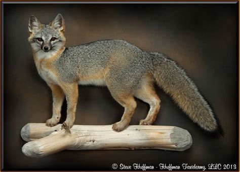 Huffman Taxidermy Llc Grey Fox Taxidermy Mount