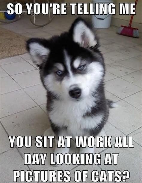 20.06.2018 · happy work anniversary memes. 47 Most Funniest Dog Memes That Will Make You Laugh