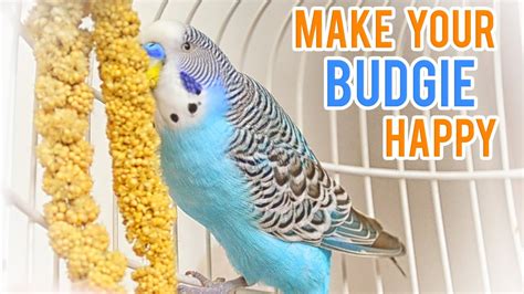 Budgieparakeet Care Guide Basic Info
