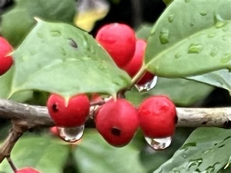 Raindrops On Holly Berries At The Tidal Basin In Dc Flickr