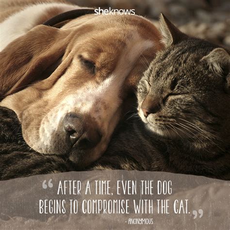 Check out those ones by emerson. 50 Cat Quotes That Only Feline Lovers Would Understand ...