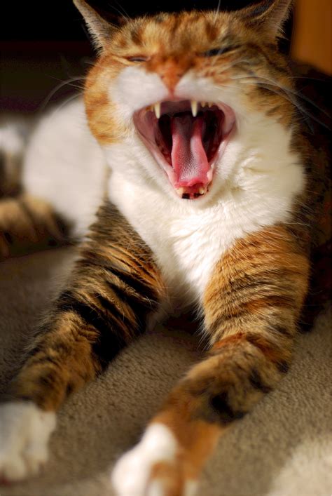 Free Images Animal Cute Fur Feline Facial Expression Yawn Close