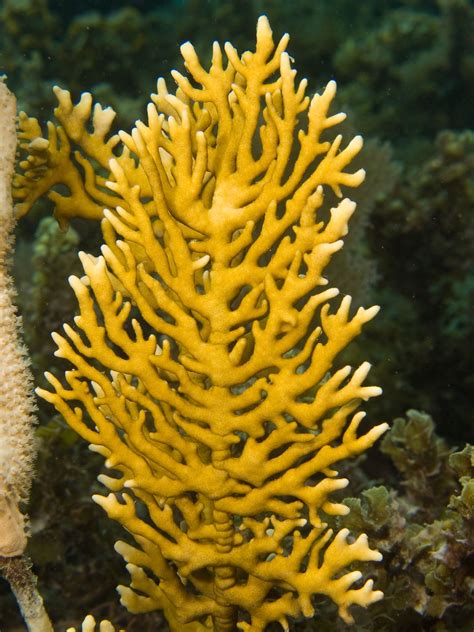 Millepora Alcicornis Branching Fire Coral This Is More Related To An Enemonie Or Sea Jelly