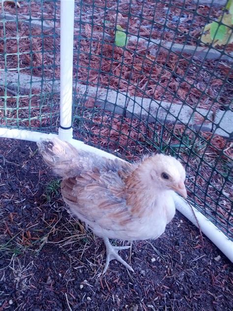 help with sexing blue wheaten ameraucana s backyard chickens learn how to raise chickens