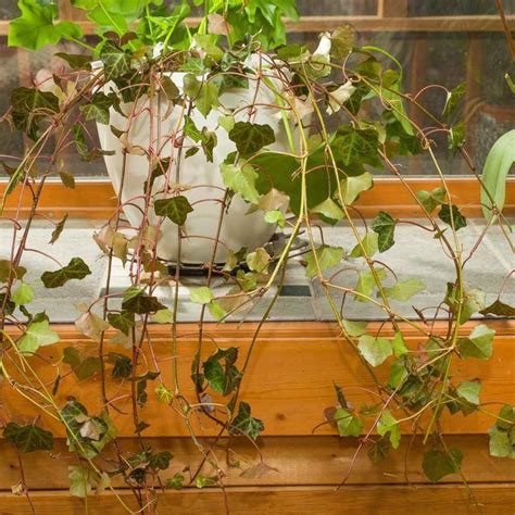 How To Care For Indoor Ivy Hunker Ivy Plant Indoor Indoor Ivy