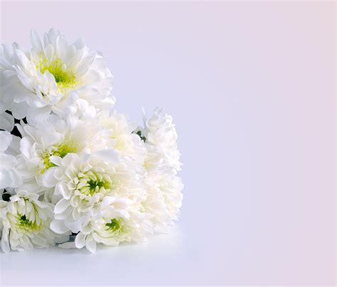 Flowers Chrysanthemums White · Free Photo On Pixabay