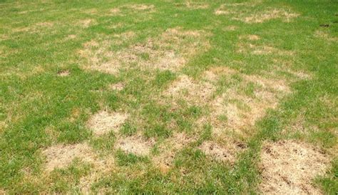 Fixing Brown Patches In Lawns