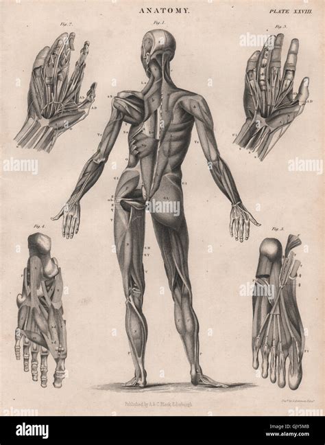 Anatomy Human Body Back Hands Feet Muscles Britannica Antique Print