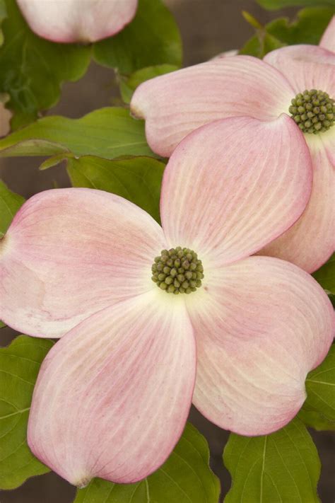 Stellar Pink Dogwood Cornus X Rutgan Monrovia Plant